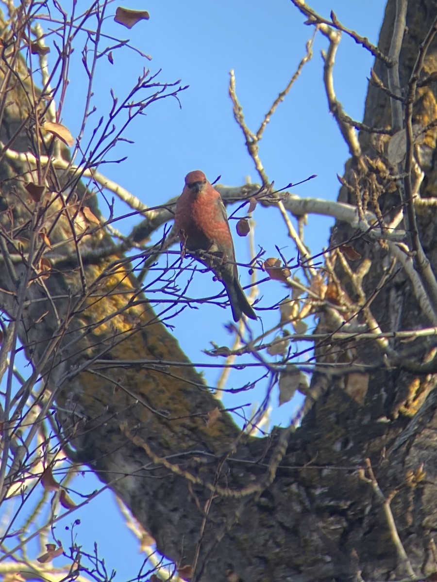 Pinu-gailupa - ML645030929