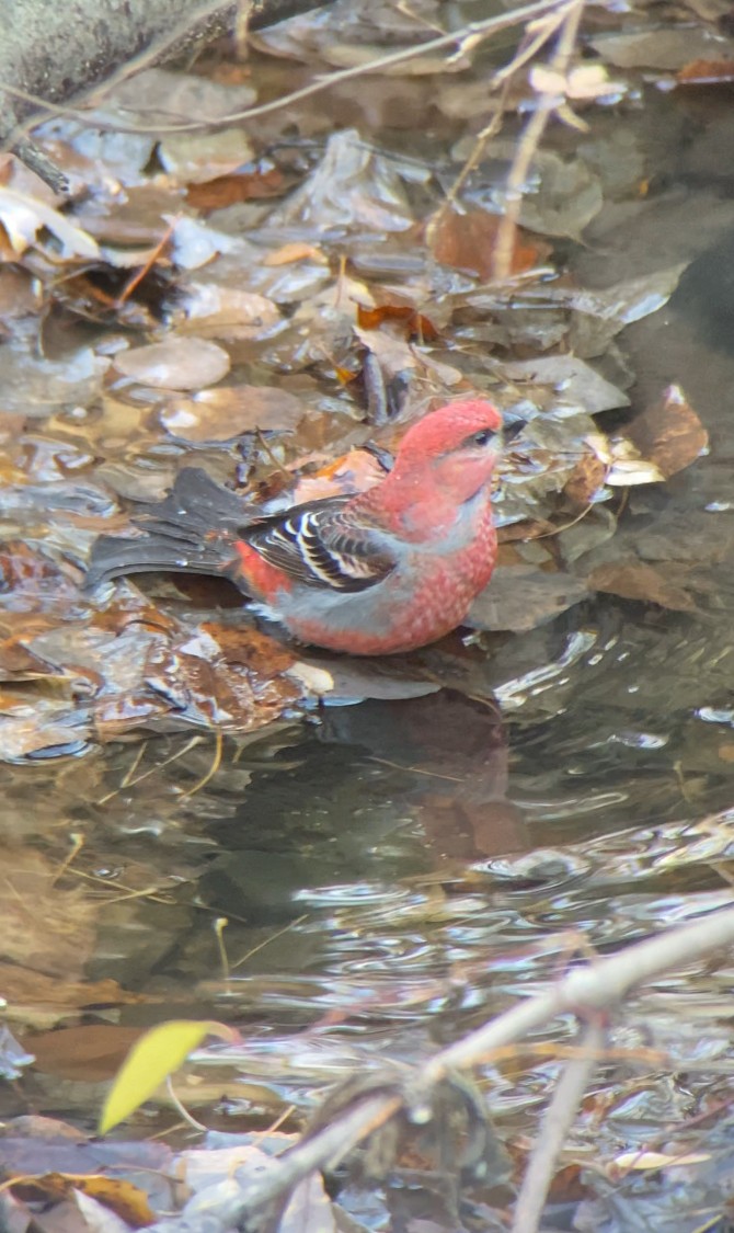 Pinu-gailupa - ML645030930