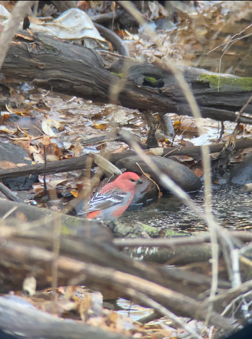 Pinu-gailupa - ML645030931