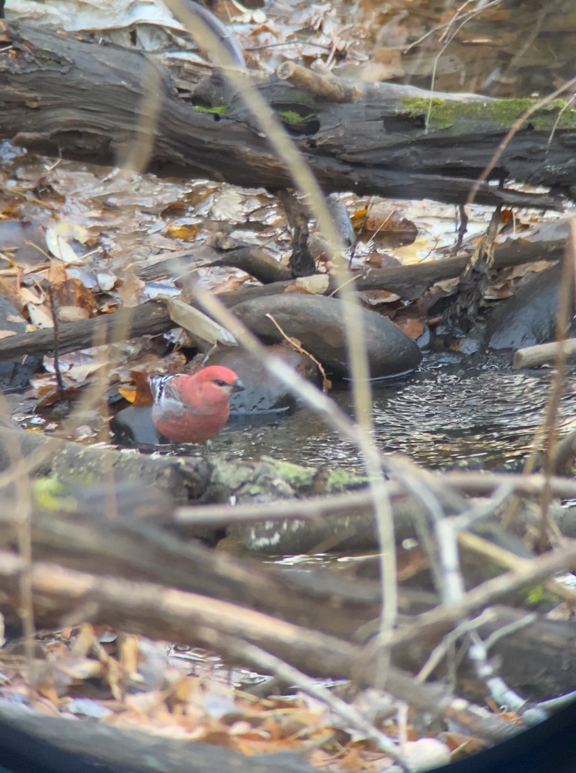 Pinu-gailupa - ML645030932