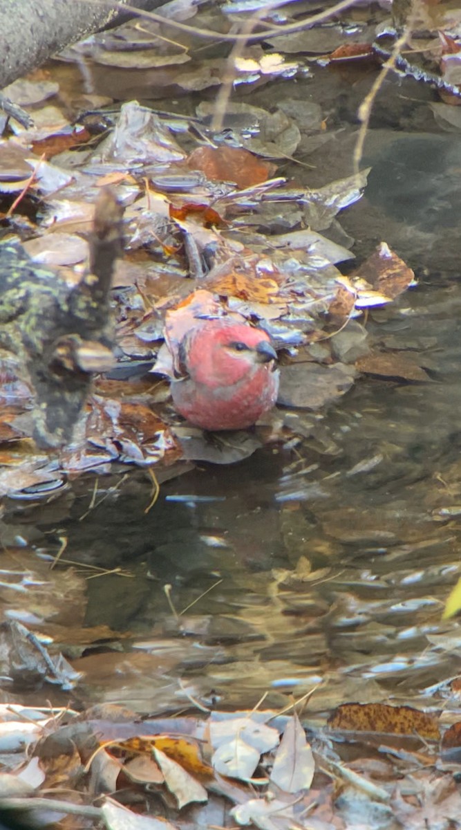 Pinu-gailupa - ML645030933