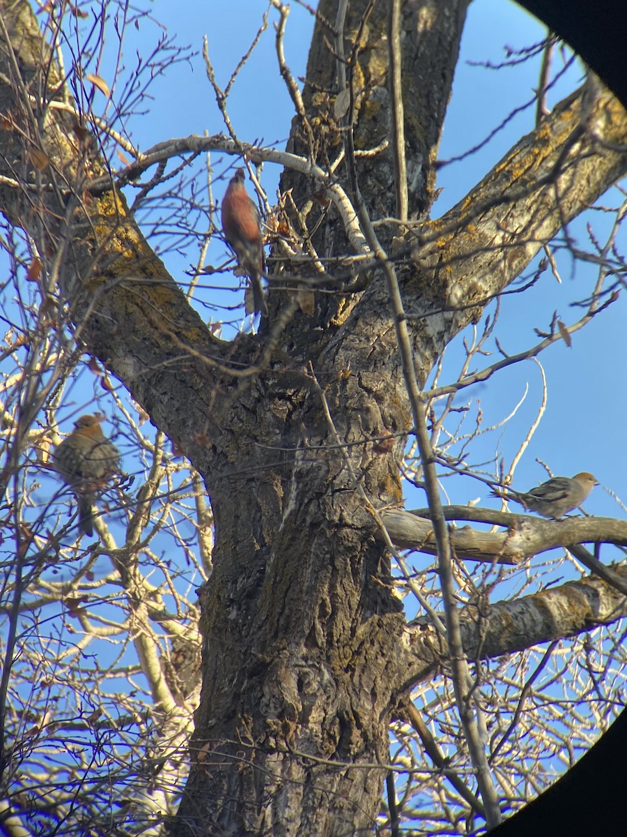 Pinu-gailupa - ML645030934