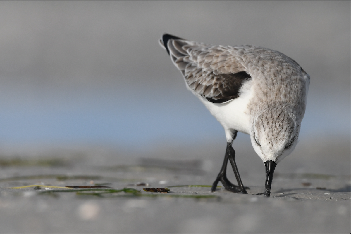 Txirri zuria - ML645030961