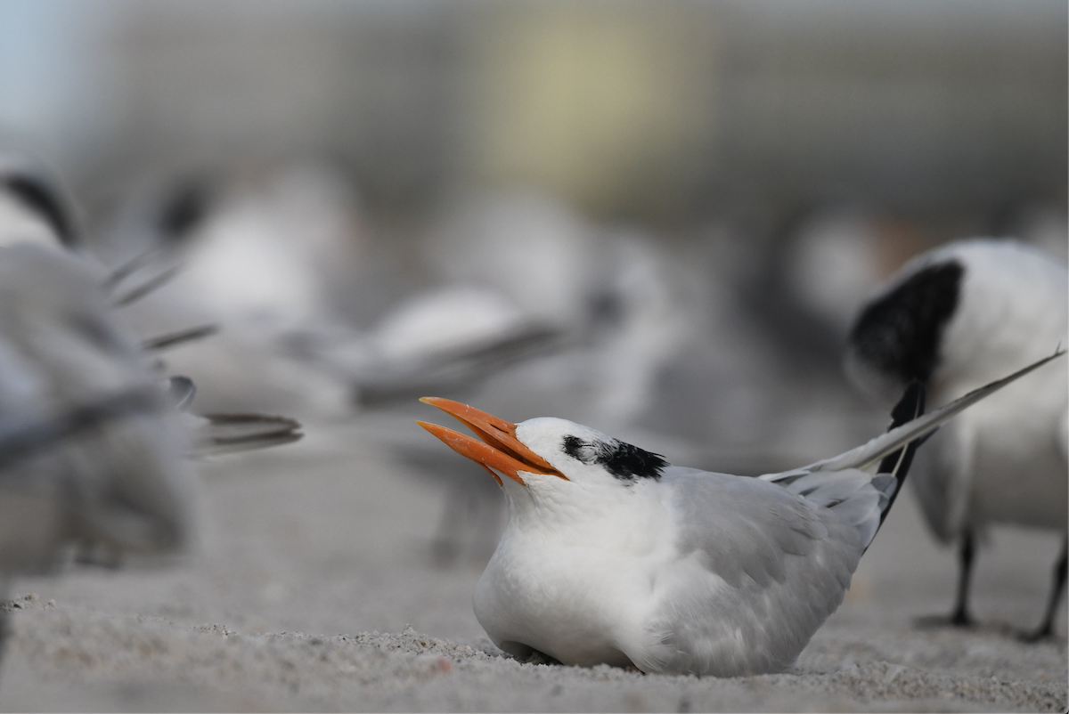 Royal Tern - ML645030969