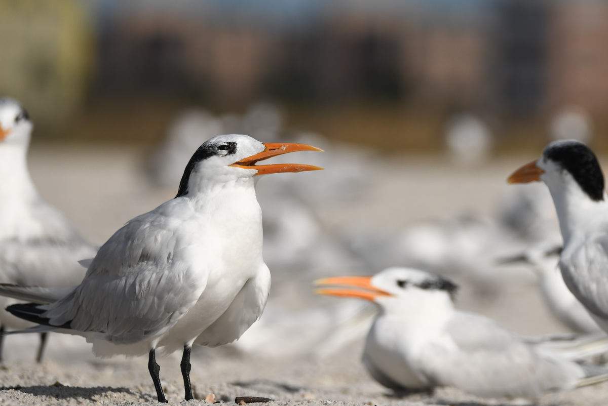 Royal Tern - ML645030970