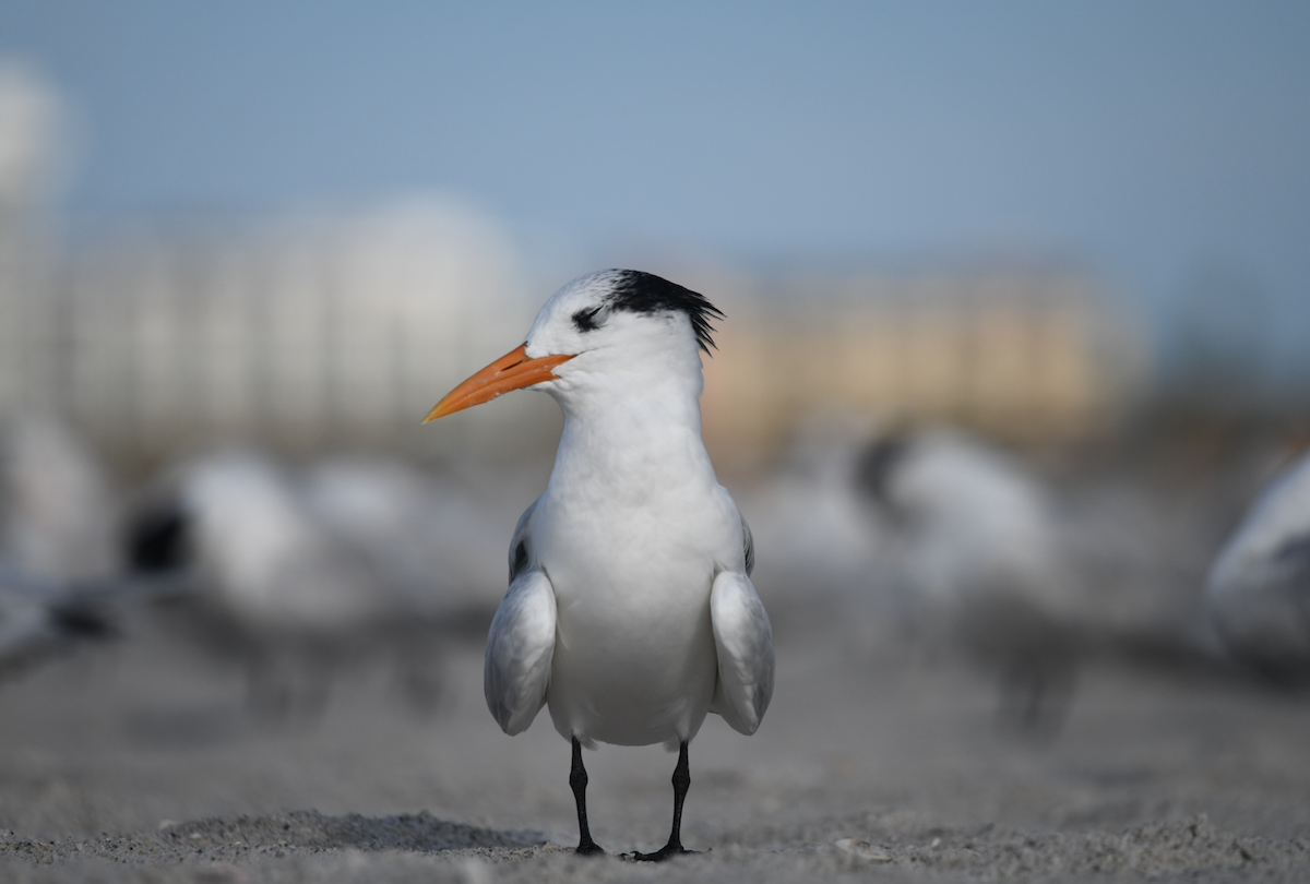 Royal Tern - ML645030971