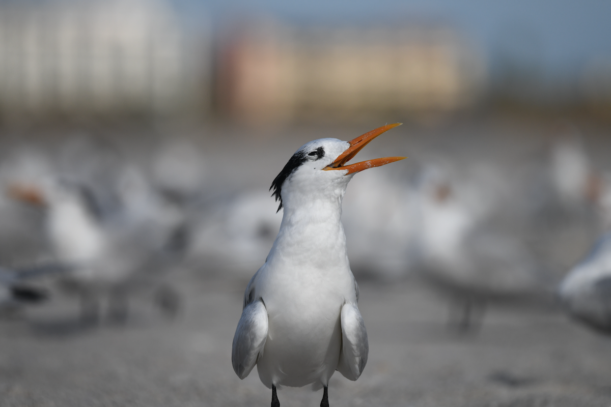 Royal Tern - ML645030972