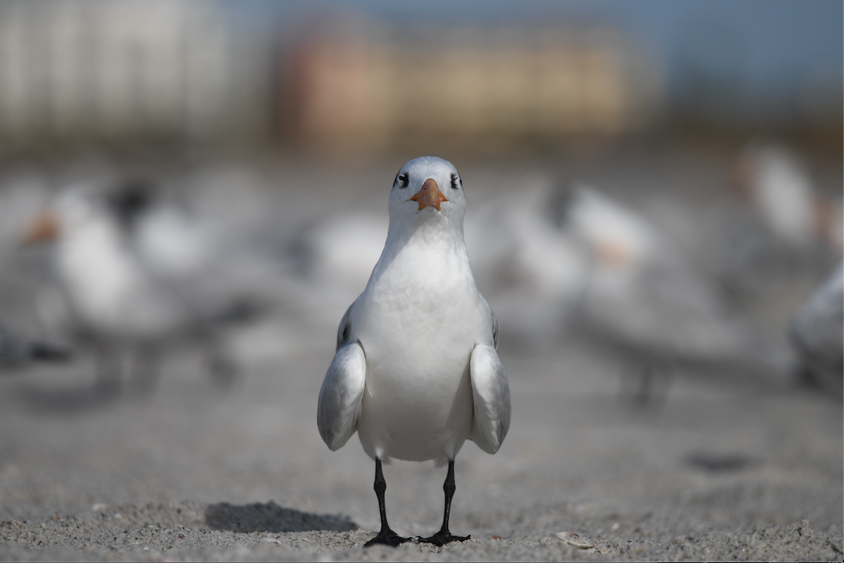 Royal Tern - ML645030973