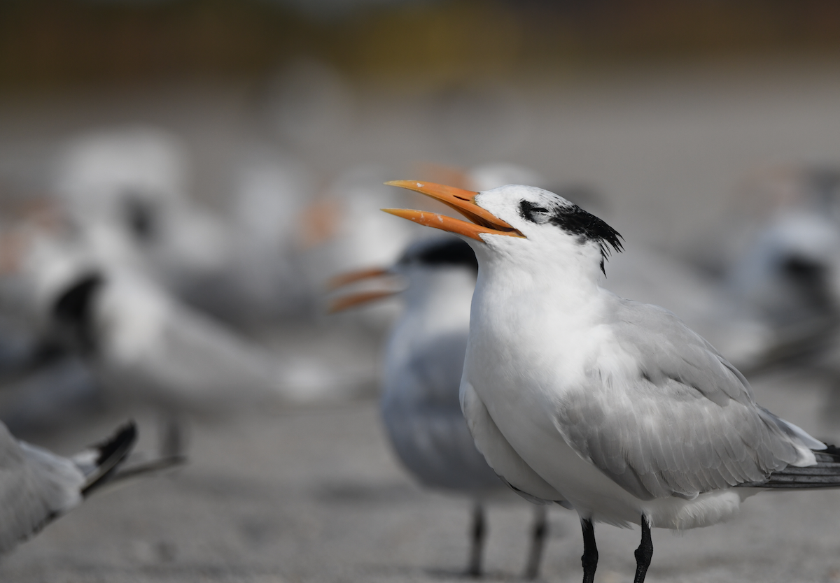 Royal Tern - ML645030974