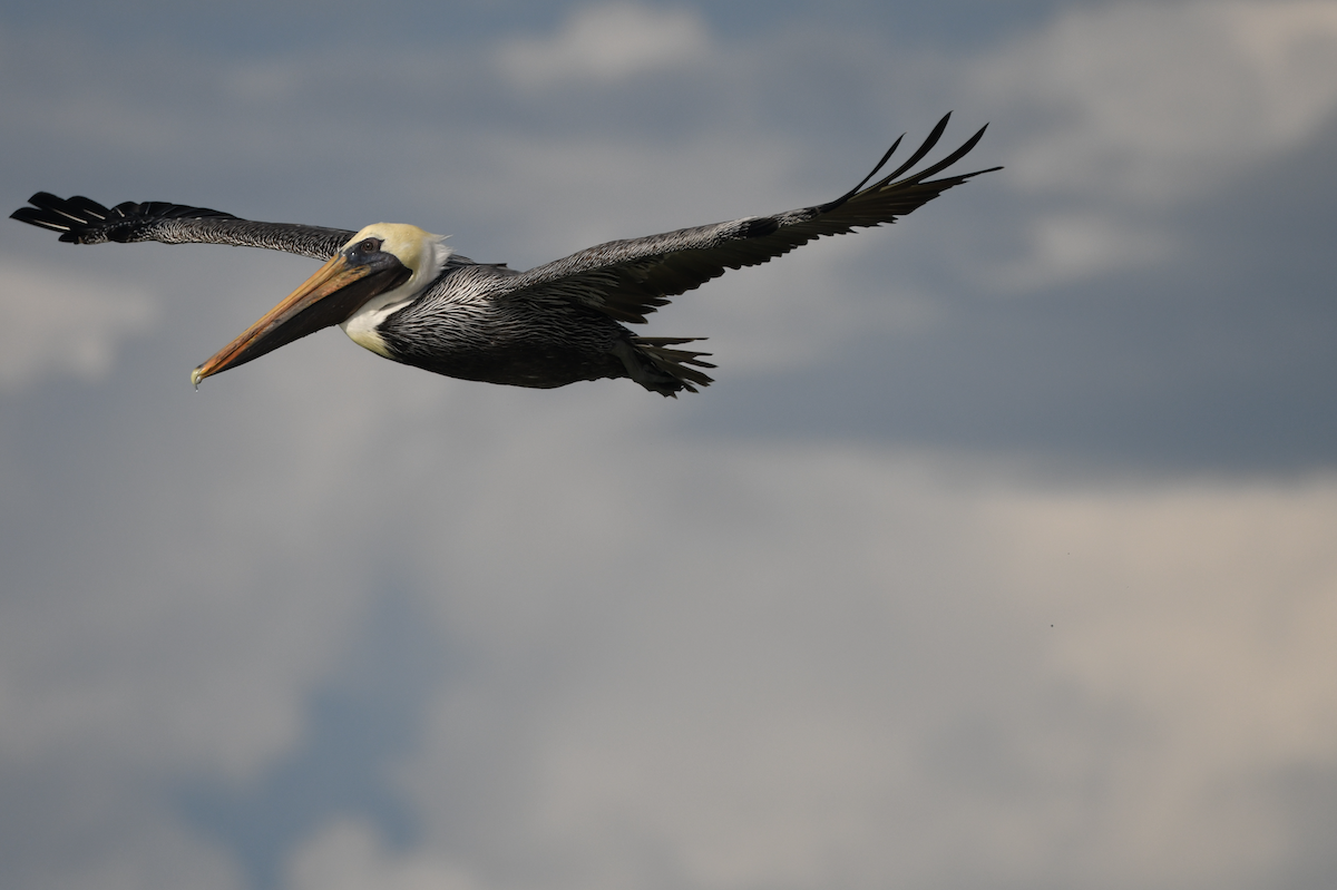 Brown Pelican - ML645030981
