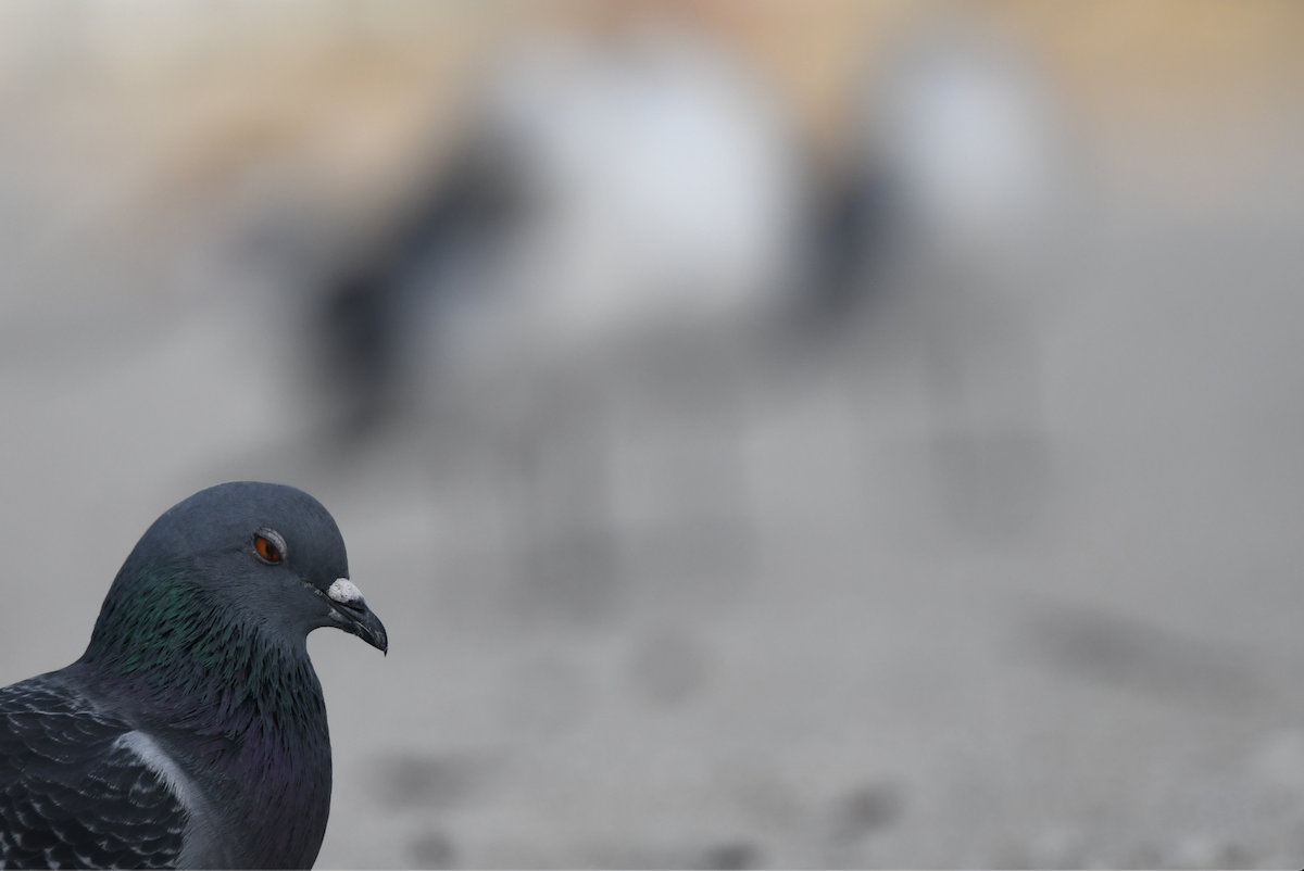 Haitz-usoa (etxekoa) - ML645030985