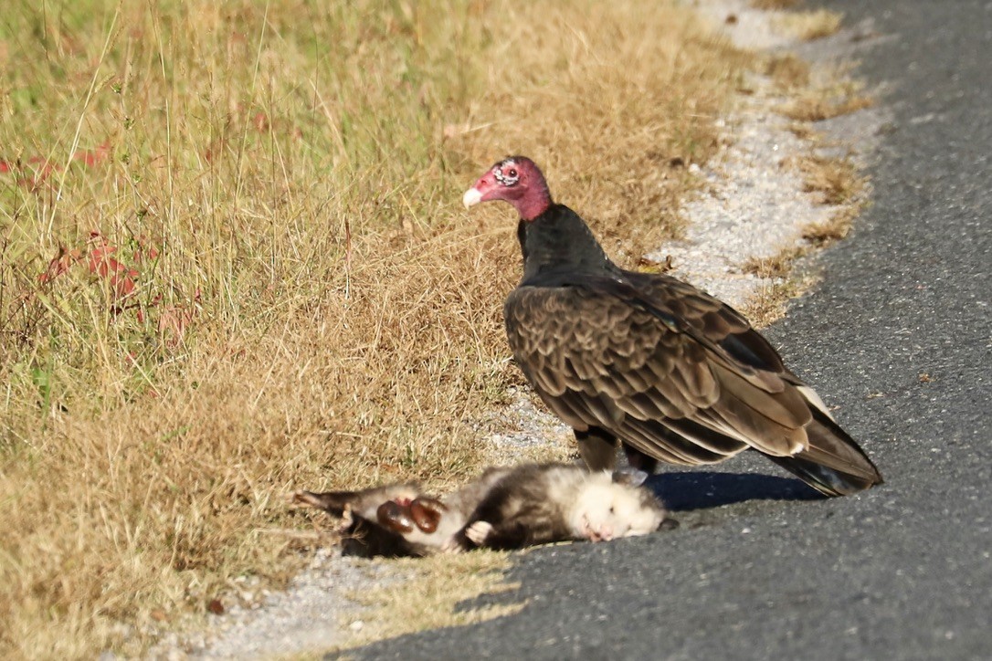 Turkey Vulture - ML645030991