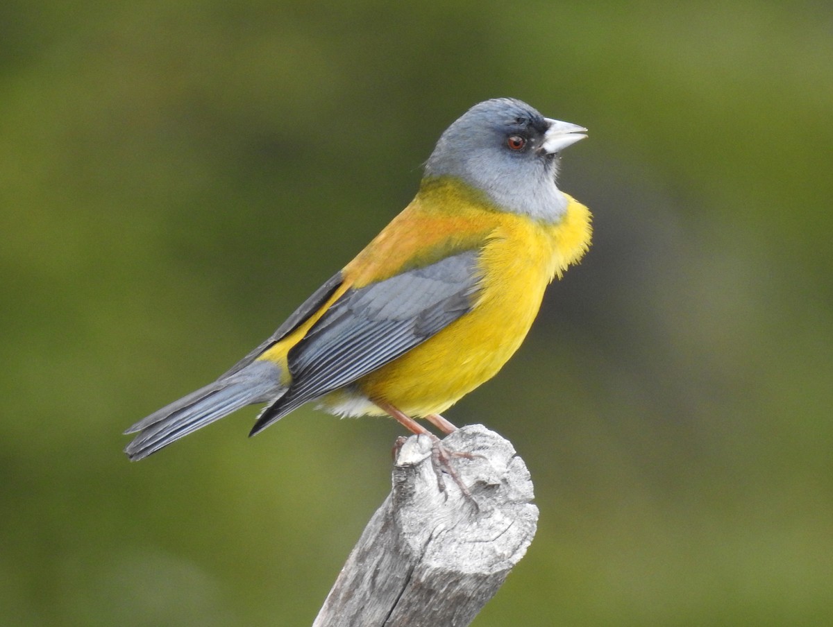 Patagonian Sierra Finch - ML645031000