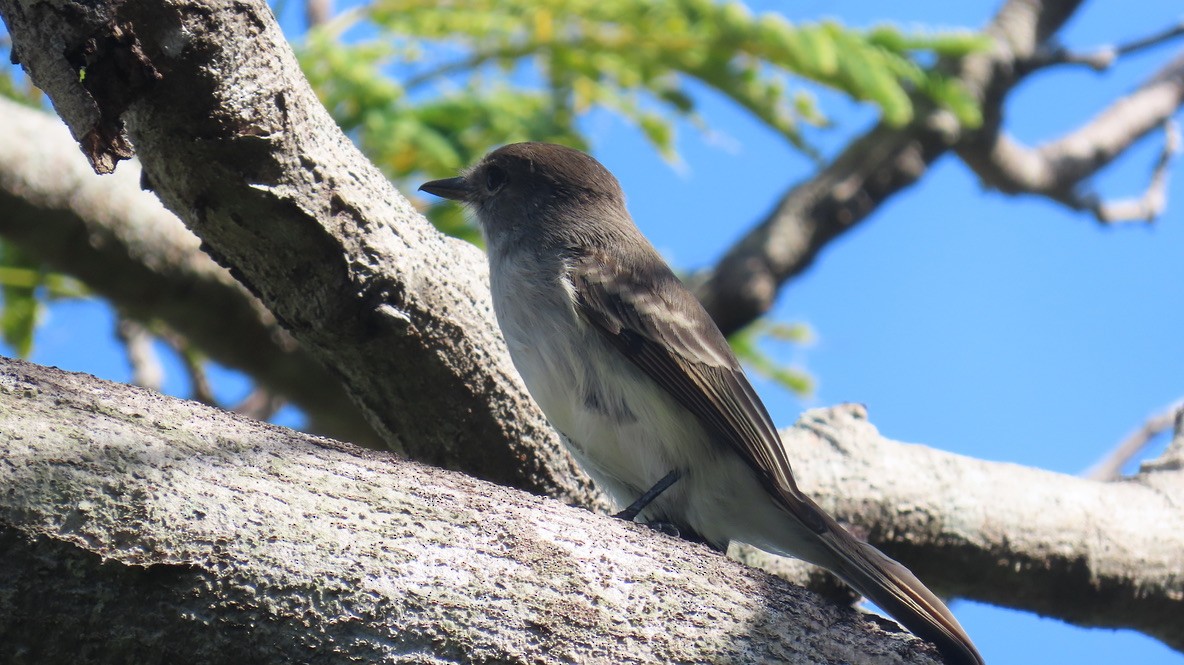 La Sagra's Flycatcher - ML645031008