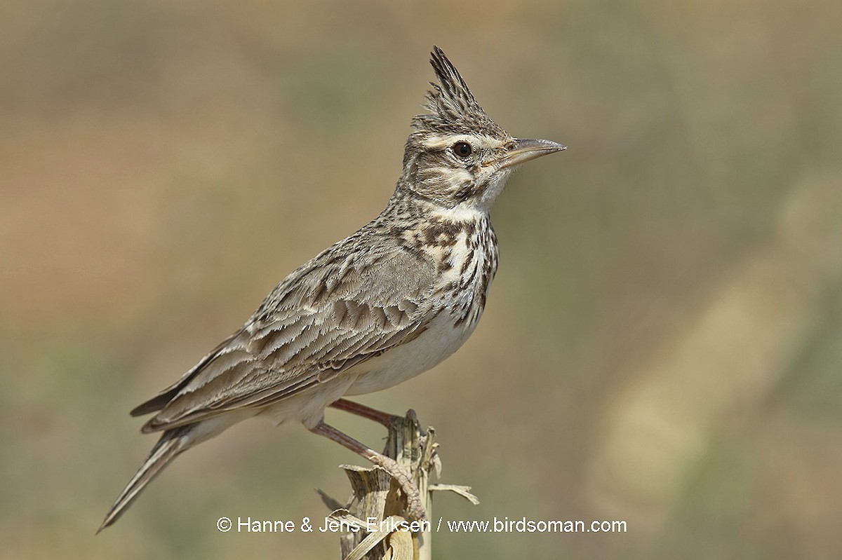 Crested Lark - ML64503101