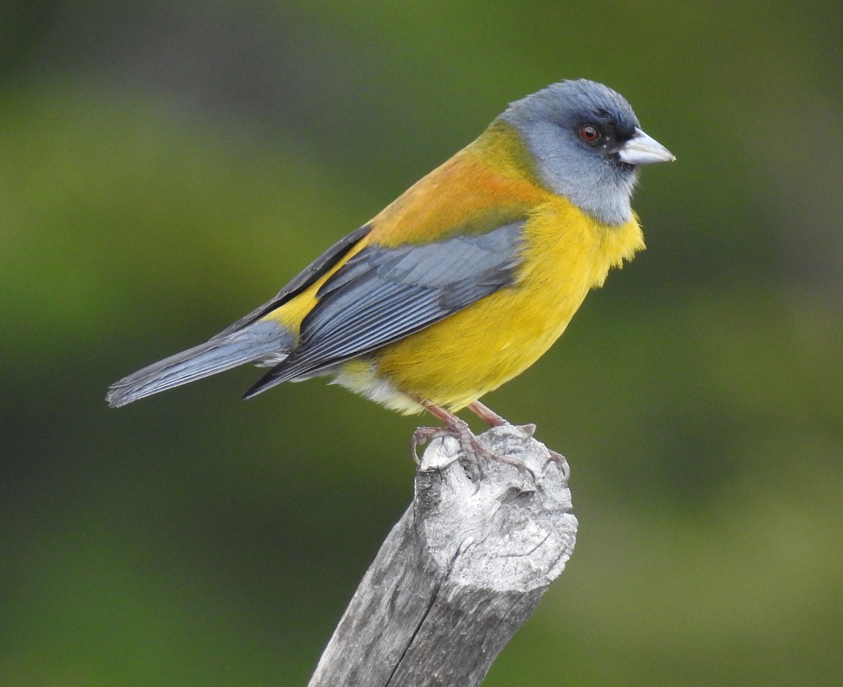 Patagonian Sierra Finch - ML645031010