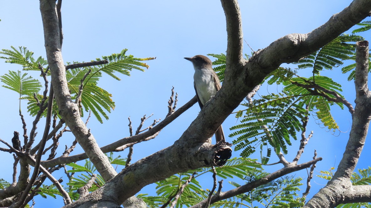 La Sagra's Flycatcher - ML645031029
