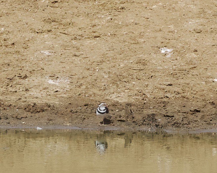 Three-banded Plover - ML645031037