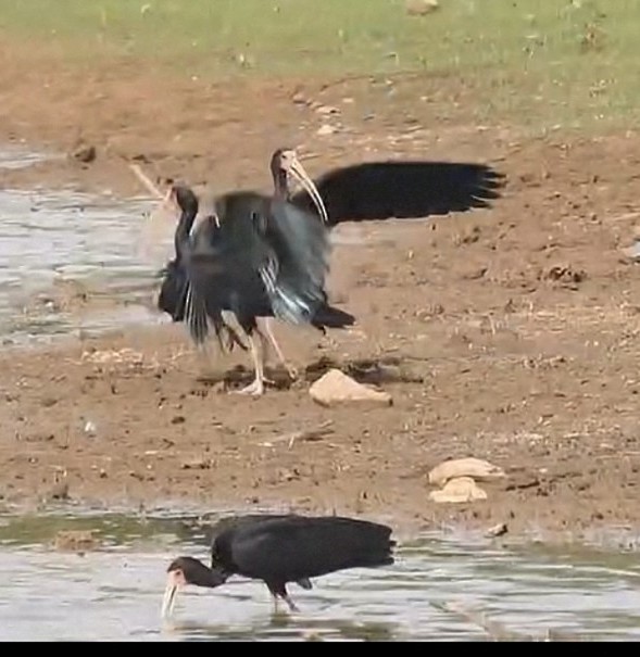 Ibis Afeitado - ML645031048