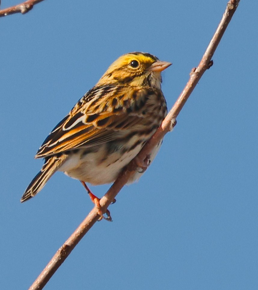 Savannah Serçesi - ML645031055