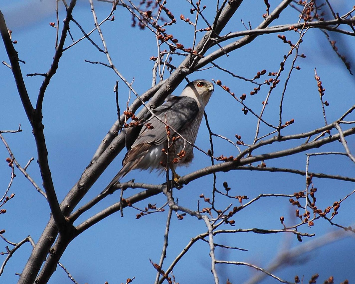 Cooper's Hawk - ML645031085