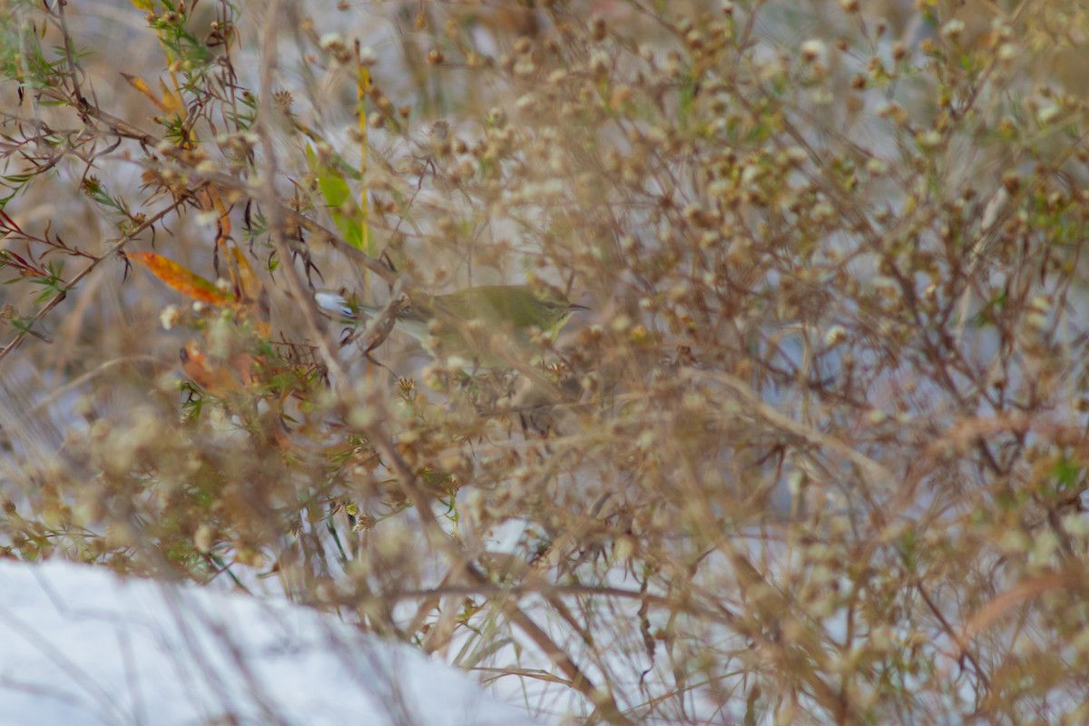 Tennessee Warbler - ML645031086