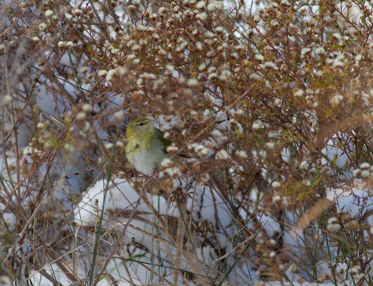 Tennessee Warbler - ML645031087