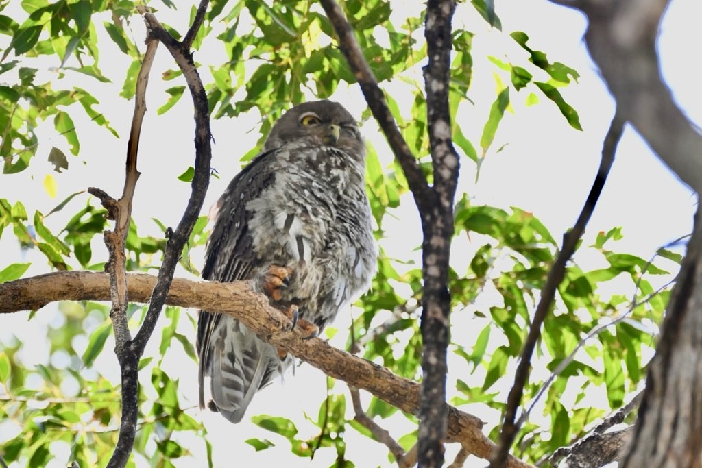 Barking Owl - ML645031089