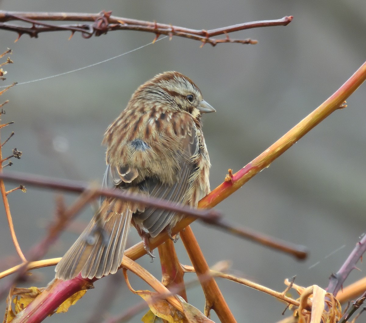 Song Sparrow - ML645031105