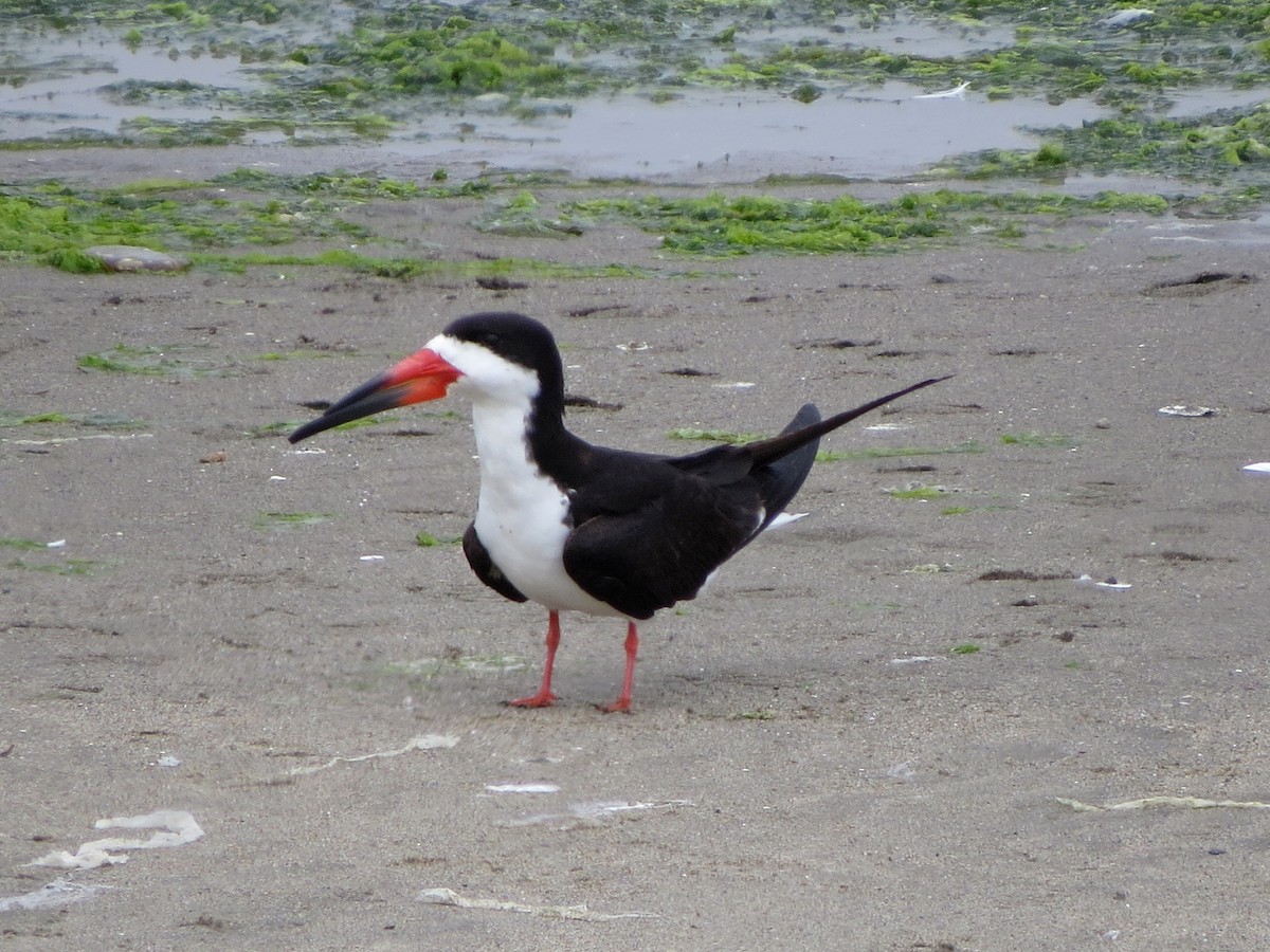 Black Skimmer - Tom Edell