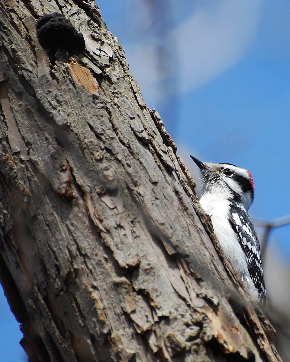 Downy Woodpecker - ML645031118