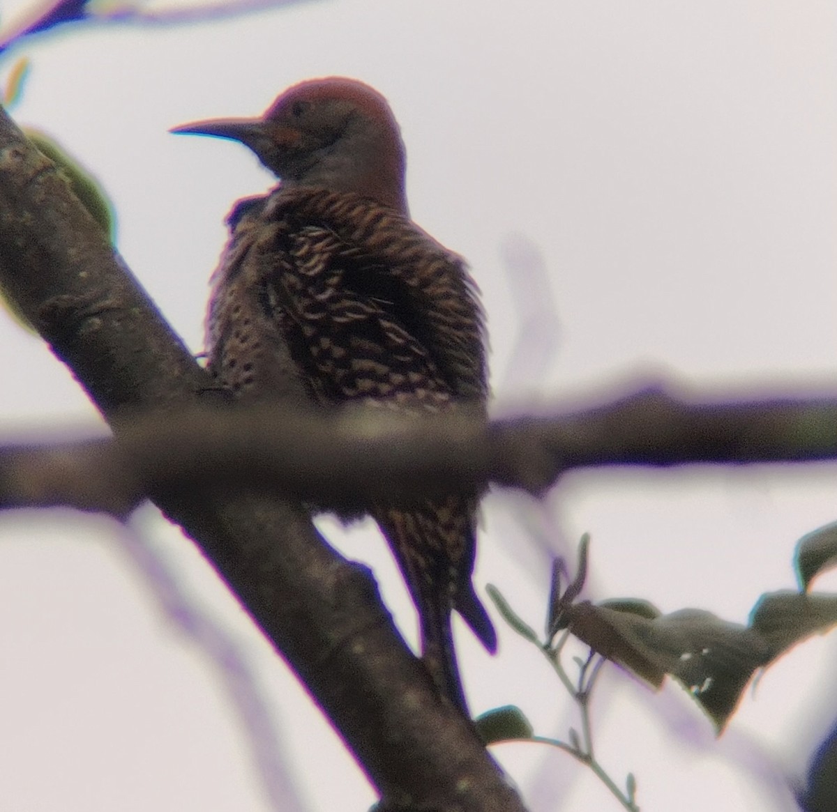 Guatemalan Flicker - ML645031120