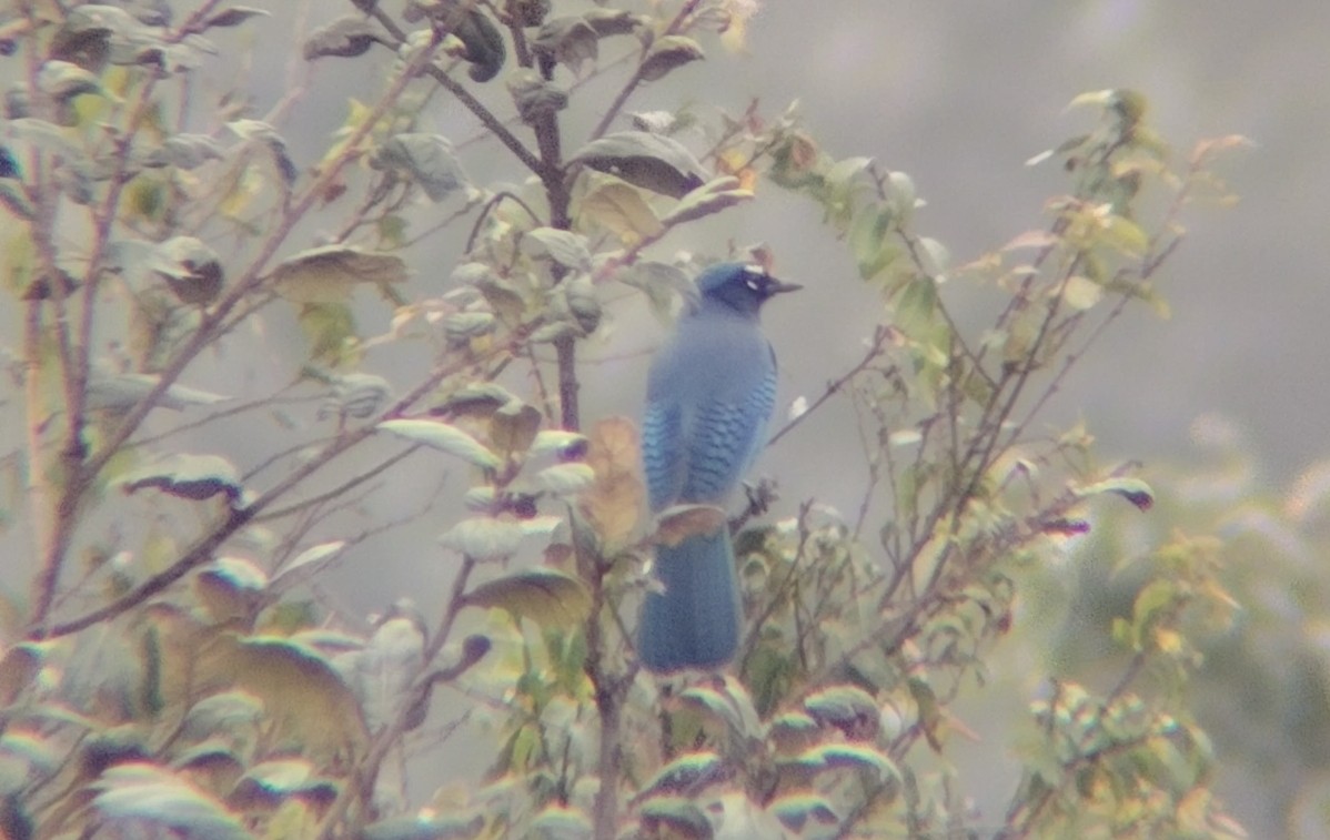 Steller Kargası - ML645031129