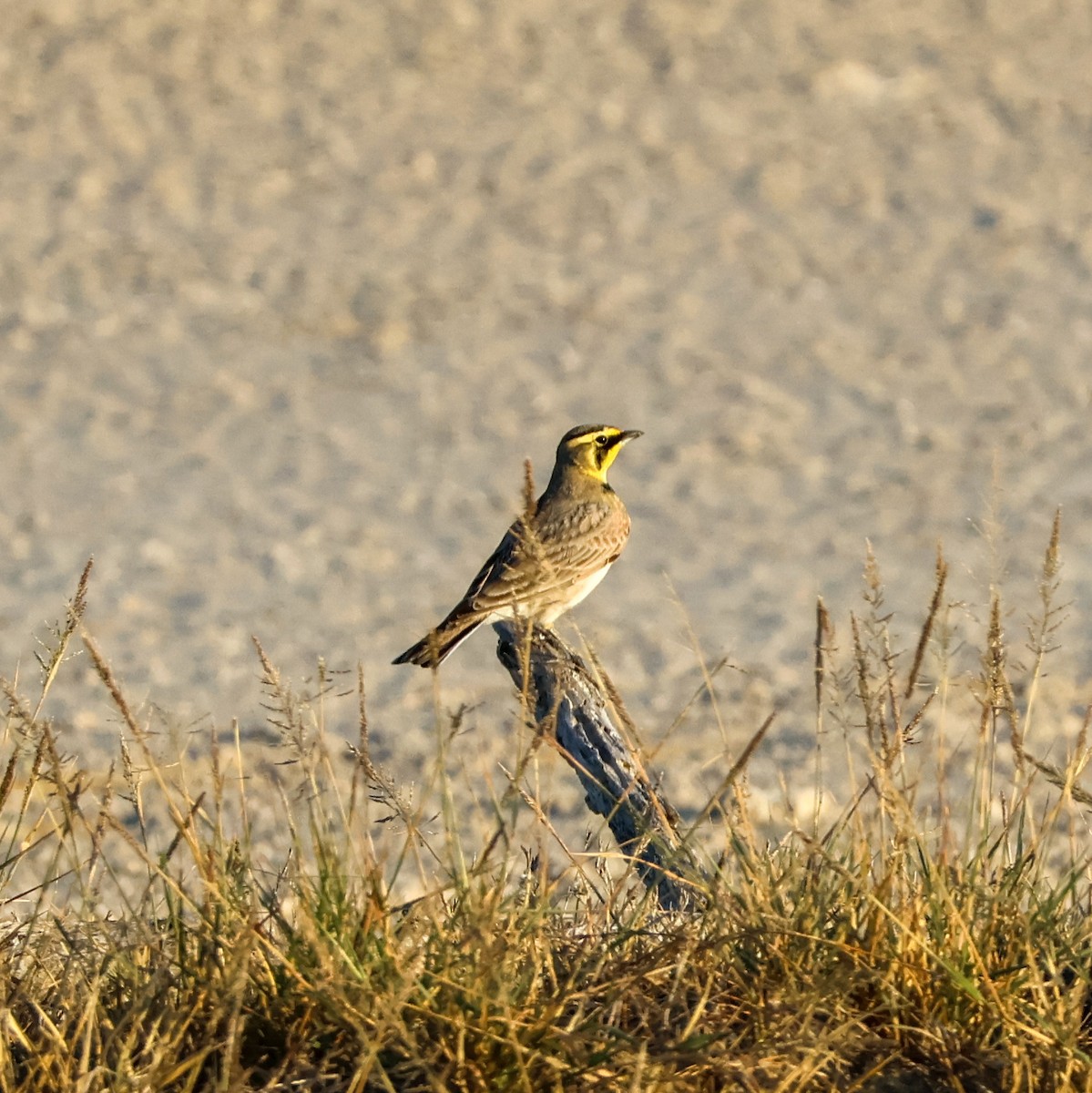 Horned Lark - ML645031131