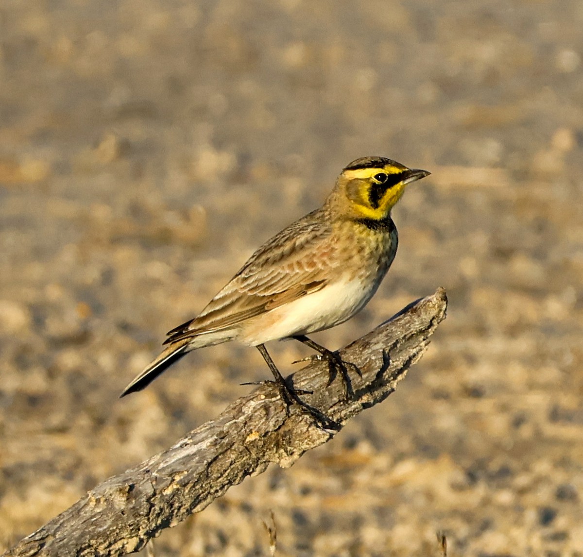 Horned Lark - ML645031132