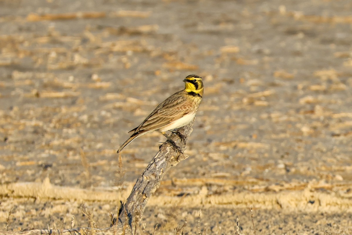 Horned Lark - ML645031133