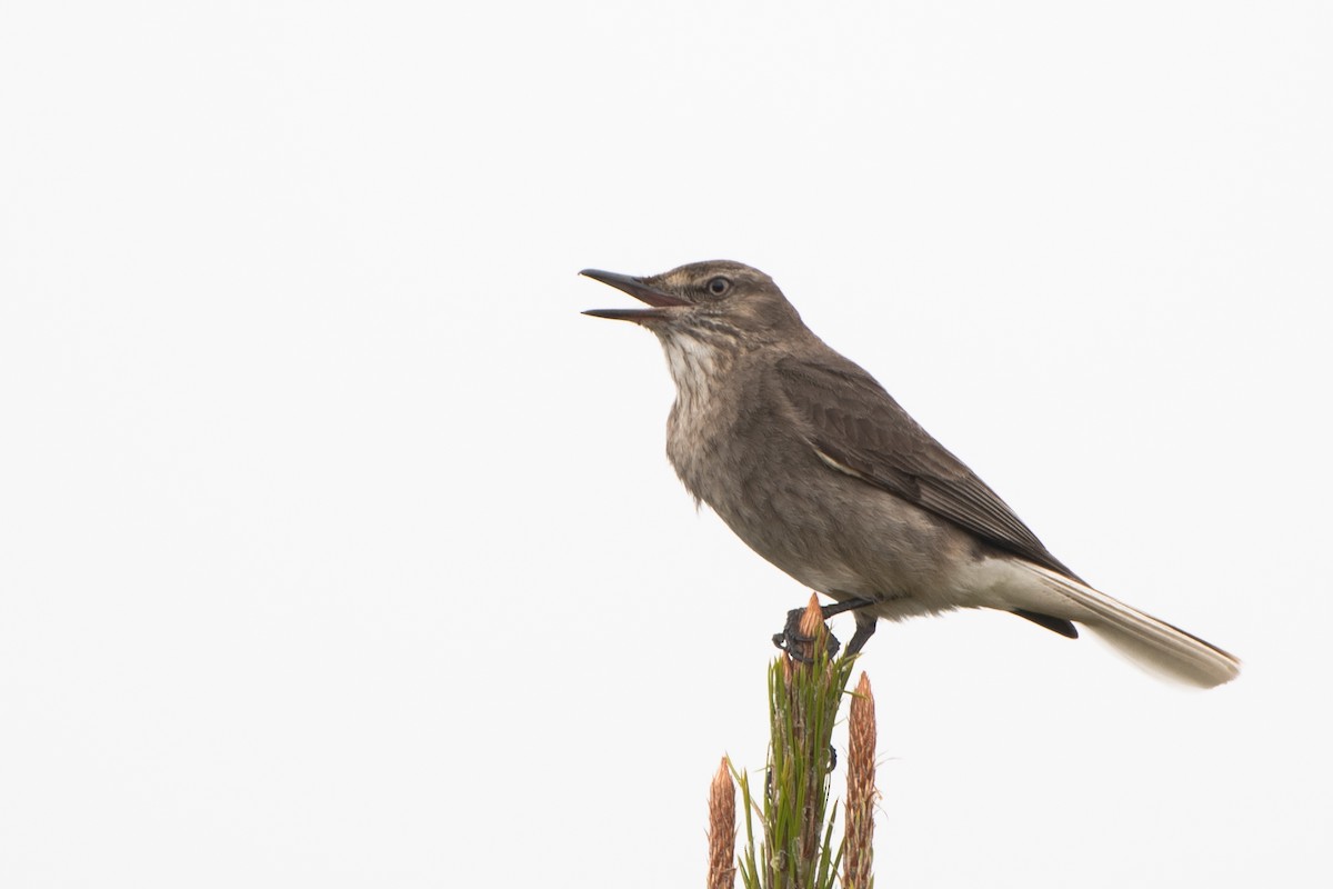 Black-billed Shrike-Tyrant - ML645031135