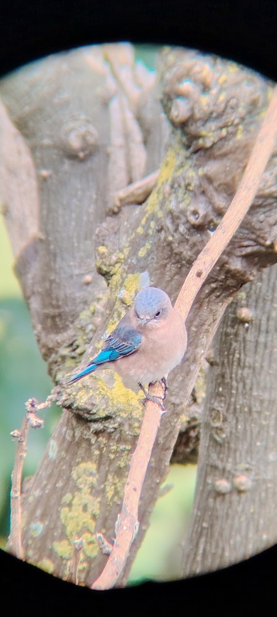 Azulejo Oriental - ML645031137