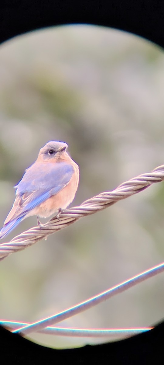 Azulejo Oriental - ML645031150