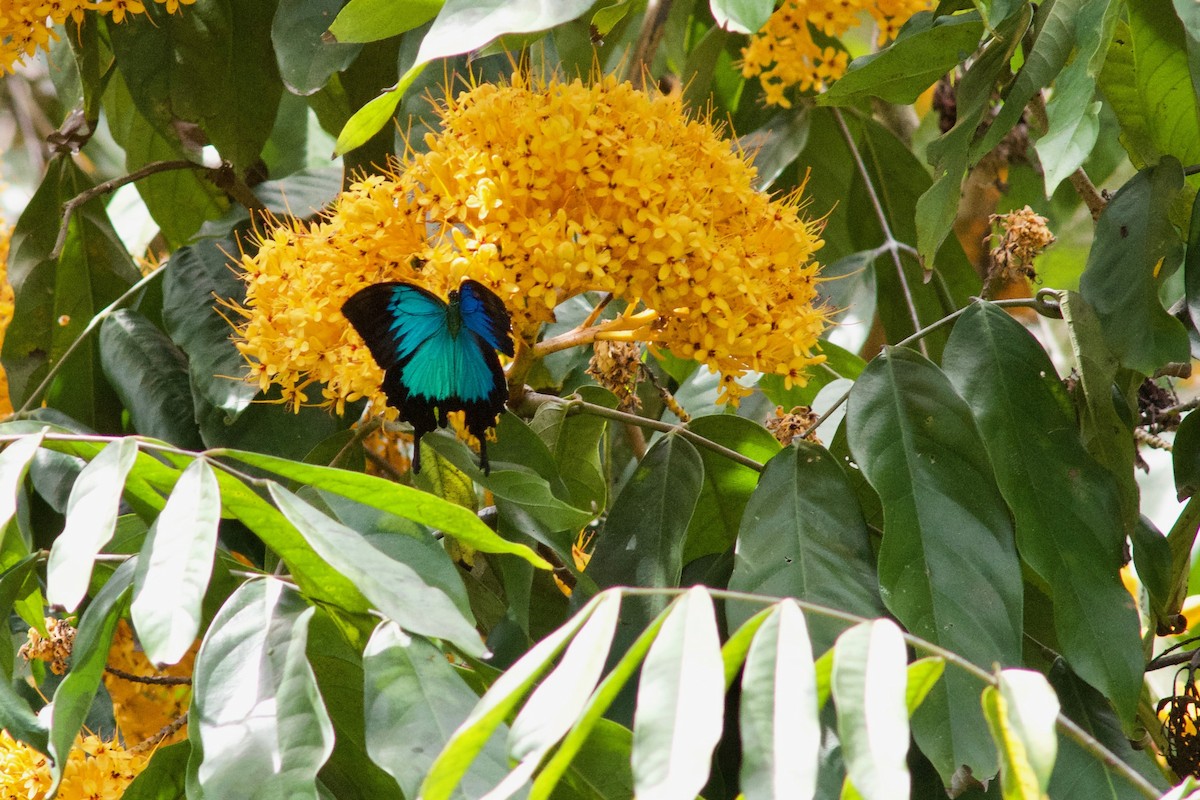 Animals - ML645031151