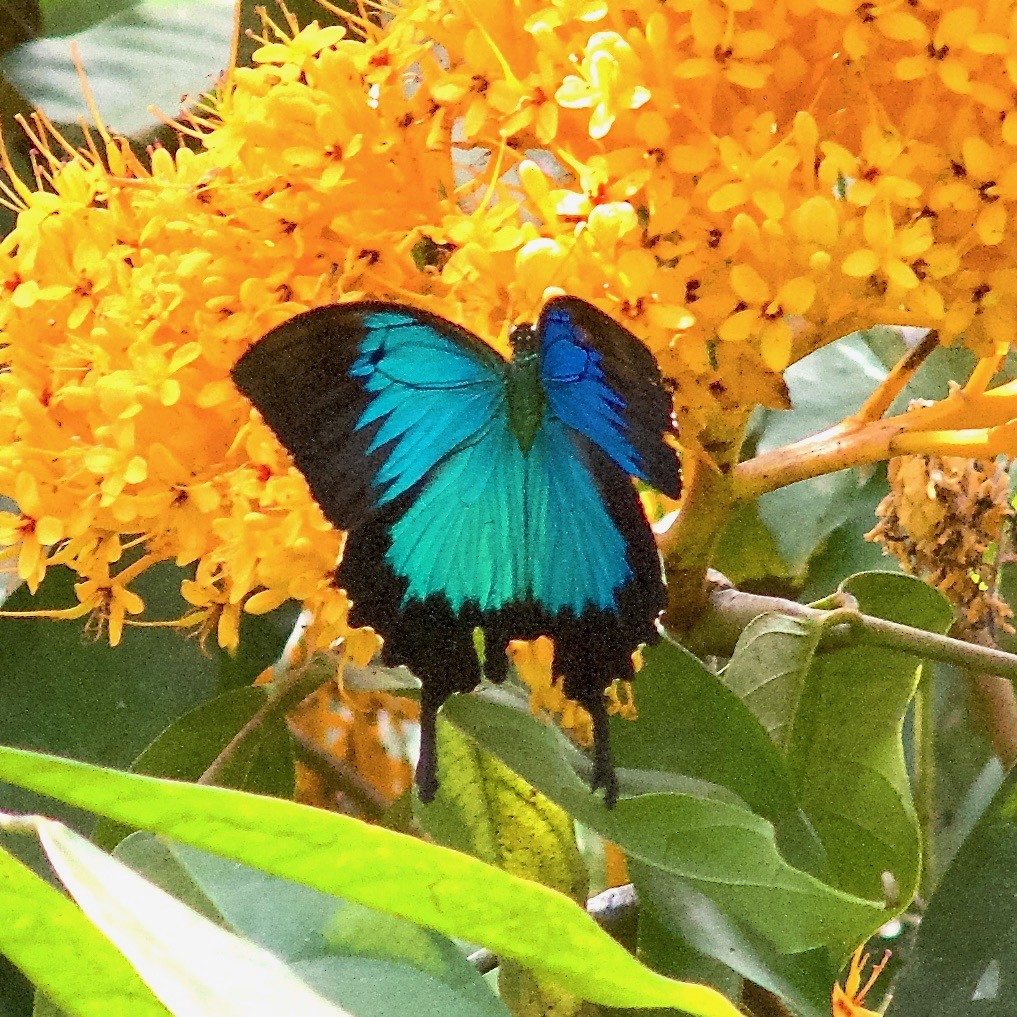 Animals - ML645031152