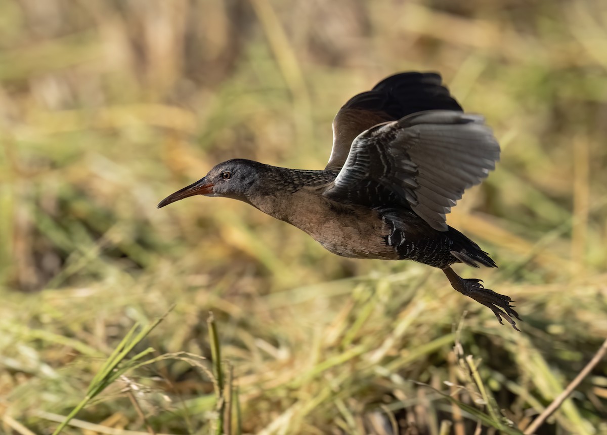 Virginia Rail - ML645031153