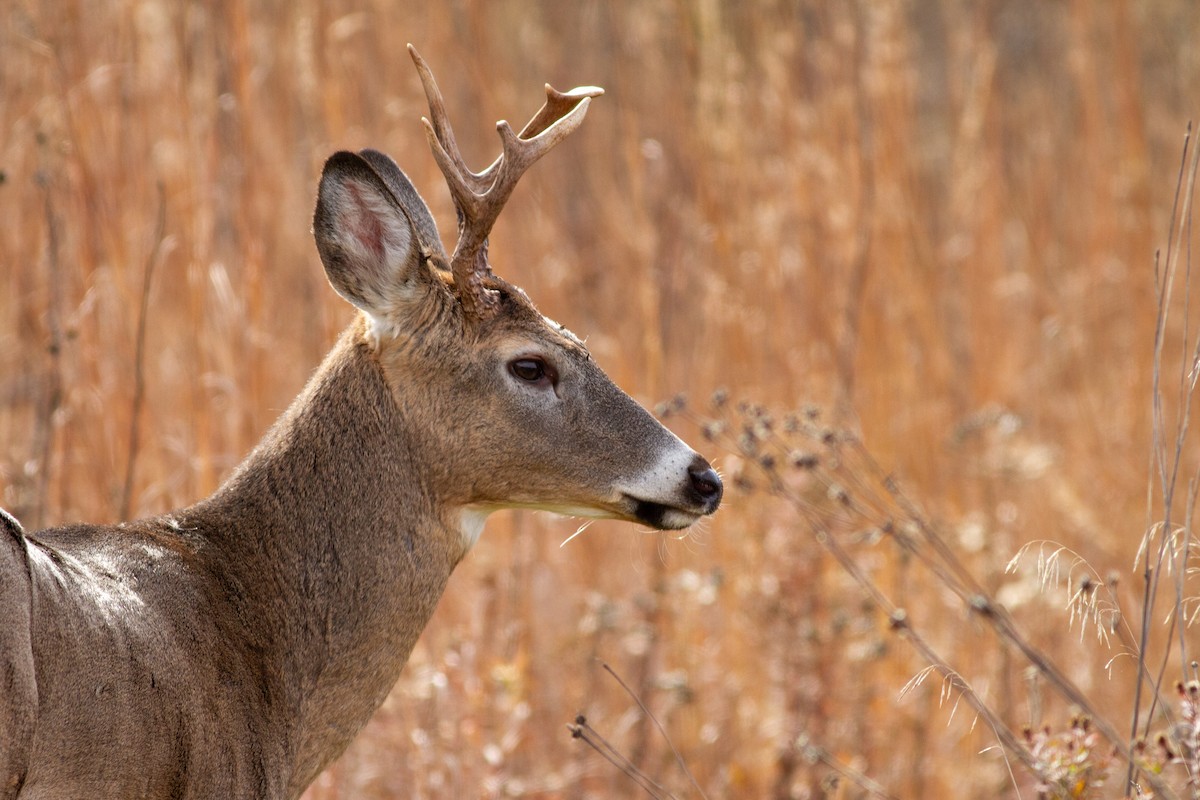 White-tailed Deer - ML645031154
