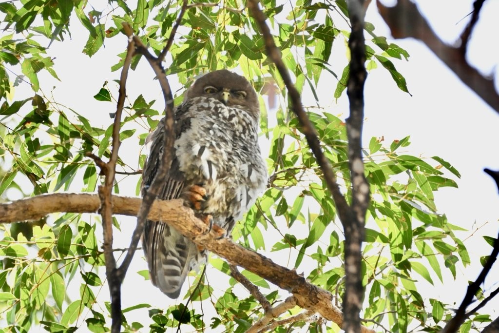 Barking Owl - ML645031158