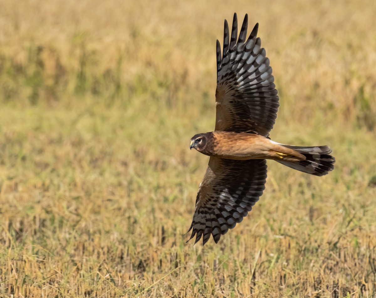 Northern Harrier - ML645031160