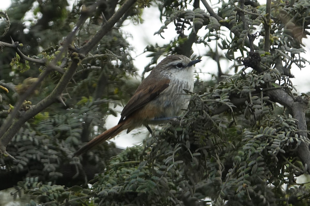 Necklaced Spinetail (La Libertad) - ML645031161