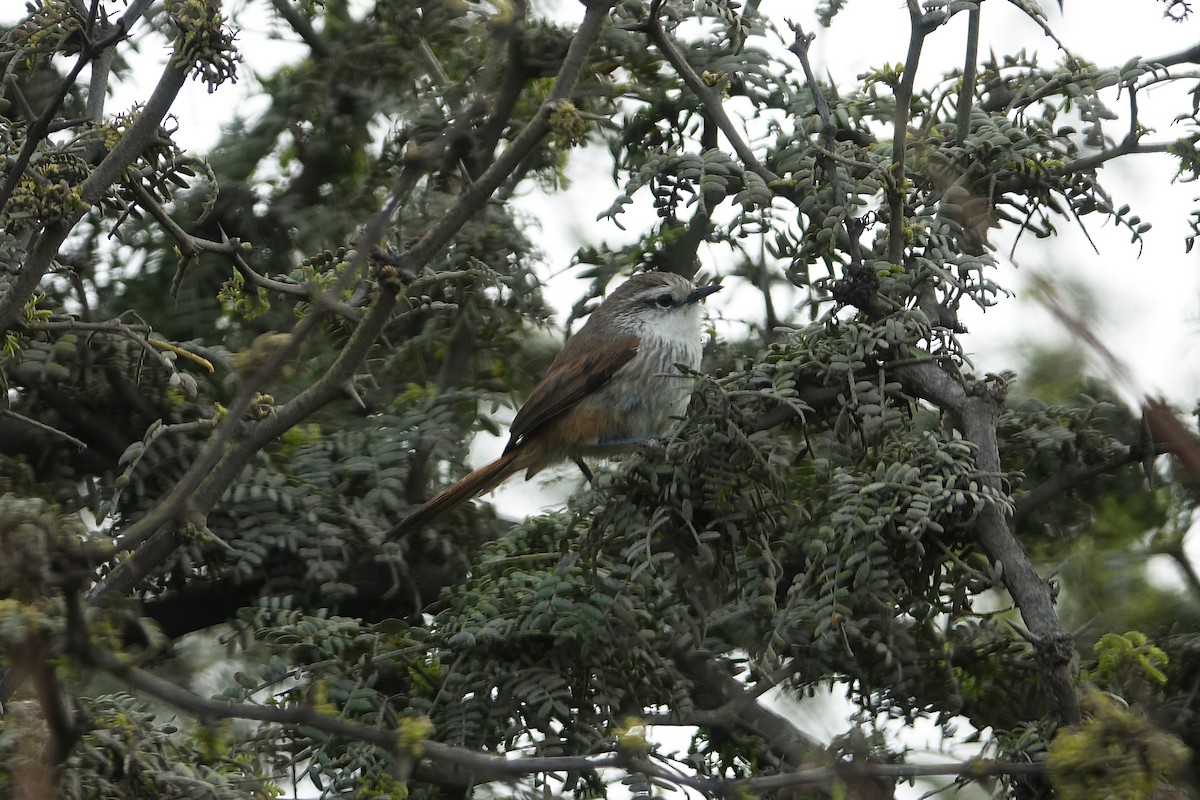 Necklaced Spinetail (La Libertad) - ML645031162