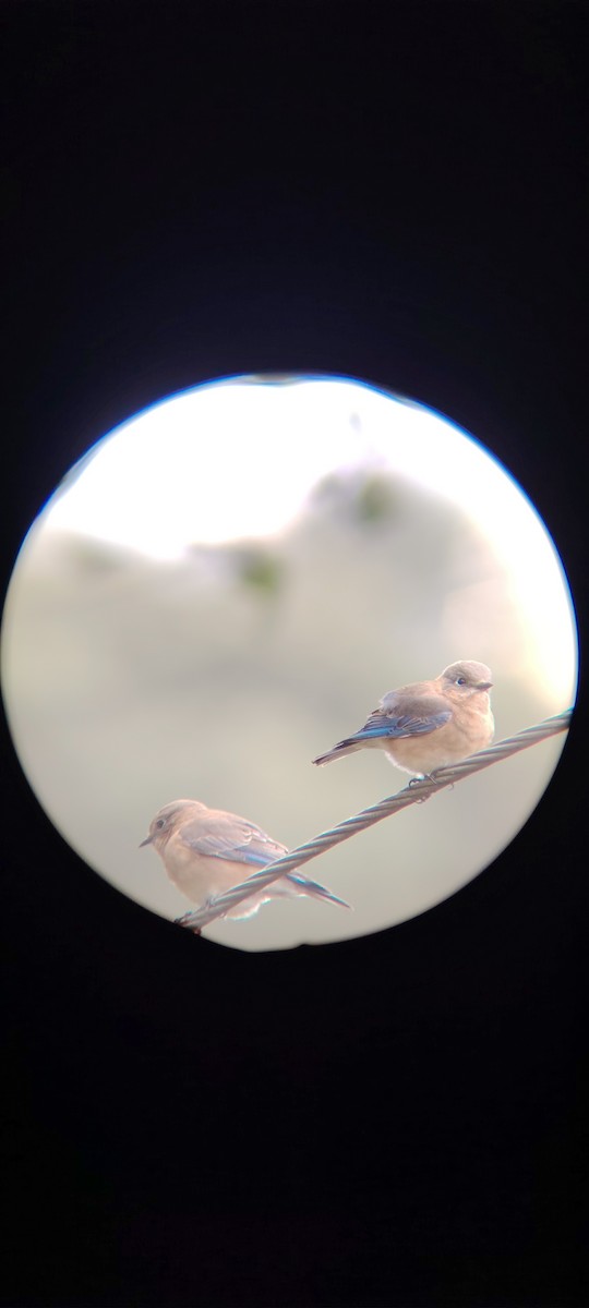 Azulejo Oriental - ML645031179