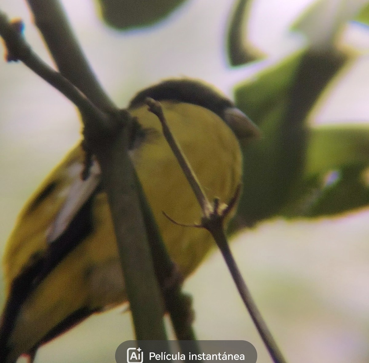Hooded Grosbeak - ML645031182