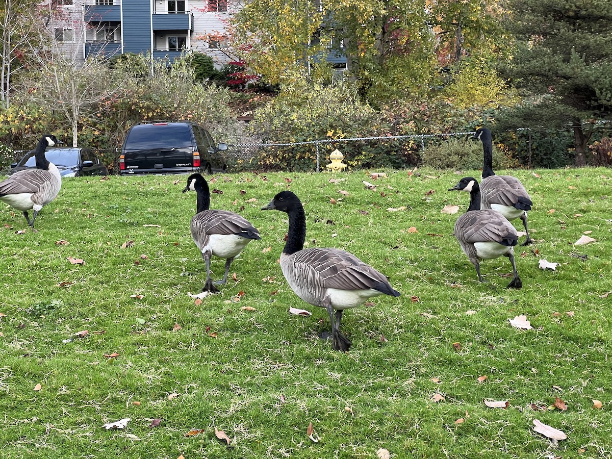 カナダガン - ML645031183